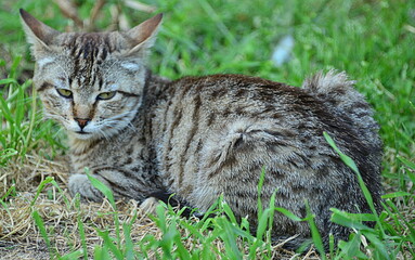 Naklejka na ściany i meble The domestic cat is a small carnivorous mammal belonging to the Felidae family