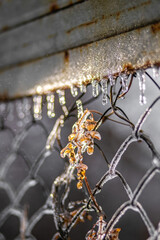 Autumn leaves in ice on Frozen iron mesh fence, winter, ice, macro, december, january, frost
