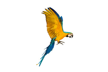 Colorful flying parrot isolated on transparent background.