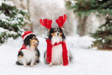 Two Cute and funny little dogs with red scarf playing in the snow. Happy sheltie dogs having fun with snowflakes. Outdoor winter holidays happiness. Christmas and New year concept.