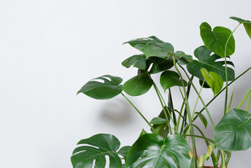 Close up shot of a Monstera plant on a white background.