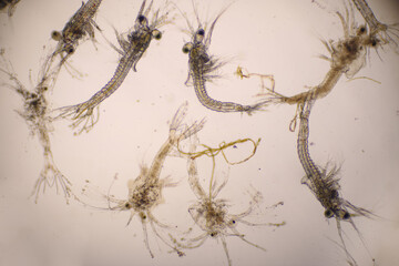 Shrimp, Zoea stage with dead shrimp of Vannamei shrimp in light microscope, Larvae under a...