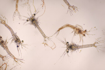 Shrimp, Zoea stage with dead shrimp of Vannamei shrimp in light microscope, Larvae under a microscope, White shrimp, Nauplius, zoea, Larvae. Background.