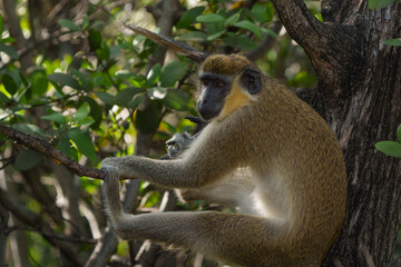   African Green Monkeys