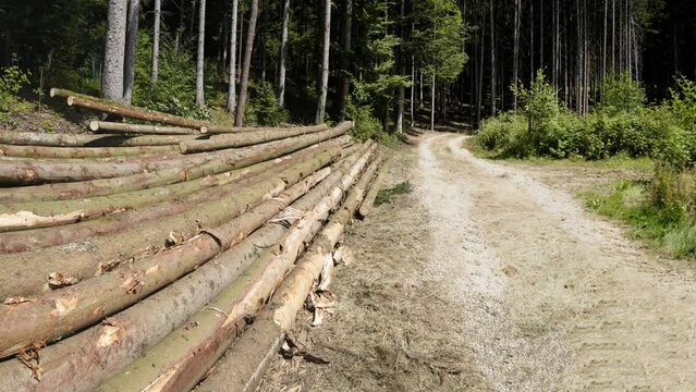 Forest dieback due to climate change, drought and storms and deforestation