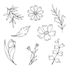 flower set in hand drawn style in illustration