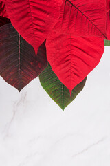 Christmas red poinsettia on marble background