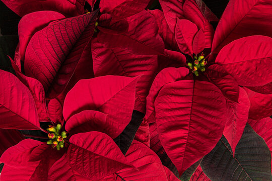 Christmas red poinsettia