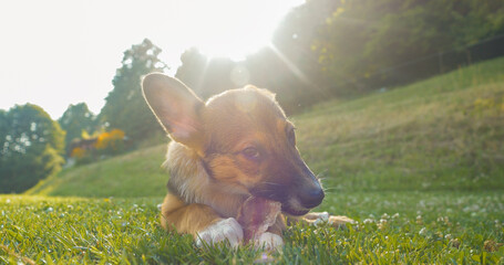 PORTRAIT: Adorable puppy dog chewing meaty treat while lying down on green grass - obrazy, fototapety, plakaty