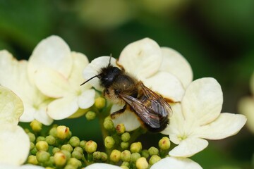 Closeup on a horned female red mason bee, Osmia rufa, sitting on a white flower in the garden