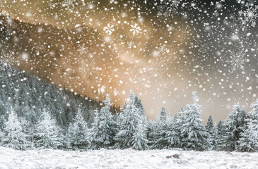 snow covered pine trees amazing winter background