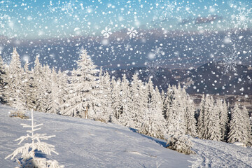 amazing winter landscape with snowy fir trees in the mountains