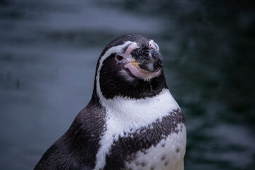 Humboldt penguin close up portrait against the background of water.