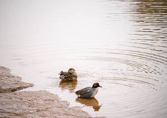 Pair of Anas crecca, teal. On river in Devon, UK.