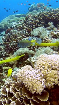 Vertical video of Yellow boxfish (Ostracion cubicus) followed by 2 yellow trumpetfish (Aulostomus chinensis) swimming over healthy coral reef