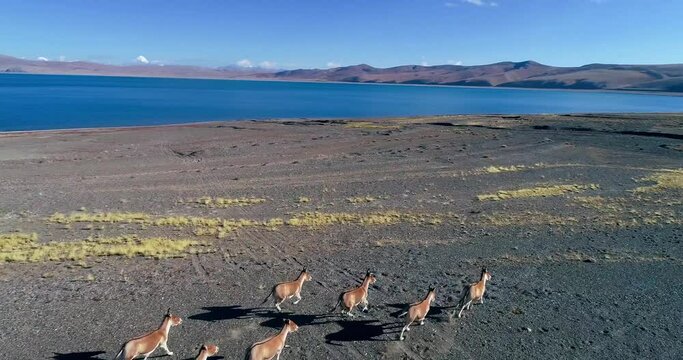 Kiangs in the Altun Mountain,Sinkiang,China