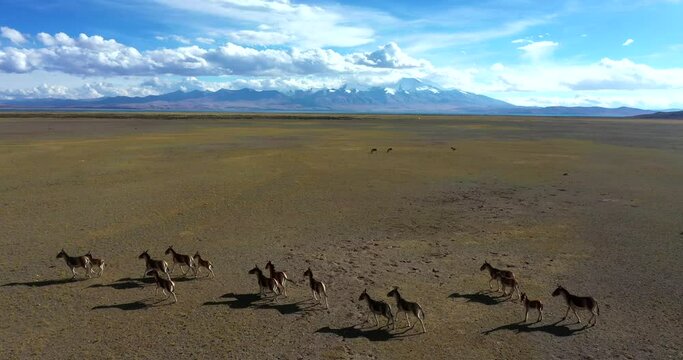 Kiangs in the Altun Mountain,Sinkiang,China