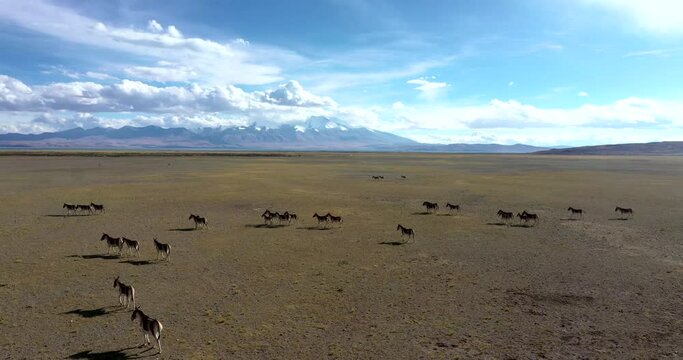 Kiangs in the Altun Mountain,Sinkiang,China