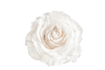 Beautiful white rose isolated on white background