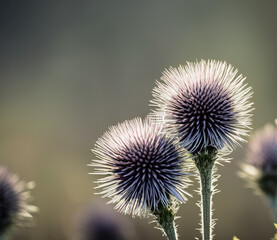 thistle in bloom