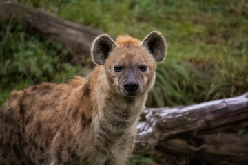 The spotted hyena. Crocuta crocuta, also known as the laughing hyena