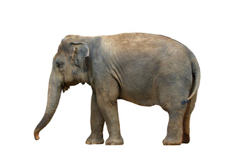 Elephant isolated on transparent background.