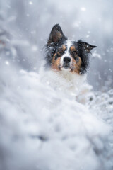Border collie blue merle dog portrait in snow