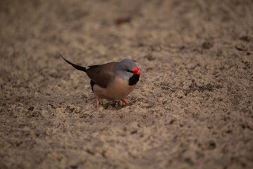 Long-tailed finch. Poephila acuticauda. Australian bird. High quality photo