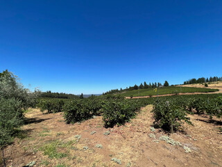 vineyard in region country