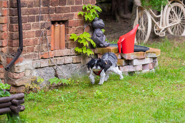 Shih tzu dog in the garden
- 552644134