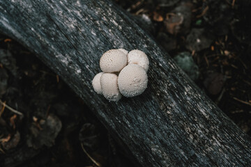 Detail shot of edible puffball mushrooms growing on a decaying log - Mushroom foraging in the Rocky Mountains