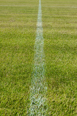 Grass on the soccer field - 552644396