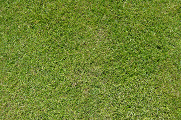 Grass on the soccer field - 552644504