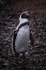 Naklejka premium humboldt penguin close up portrait. High quality photo