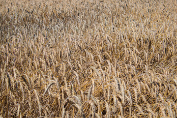 Wheat field close up in the sun - 552644529