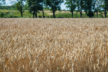 Wheat field close up in the sun - 552644531