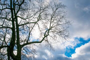 TREE ON THE BACKGROUND OF THE SKY