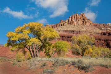 Colorful yellow cottonwood tree in front of sandstone rock formation known as the Castle at Capitol Reef National Park, Utah