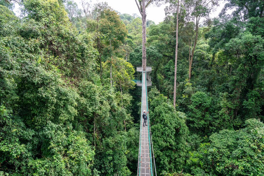 High angle view of man taking photo at suspension bridge in tree top canopy walkway in Danum rain forest Lahad datu Sabah Borneo Malaysia