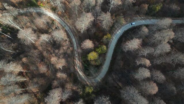 Aerial view of road amidst trees during autumn	