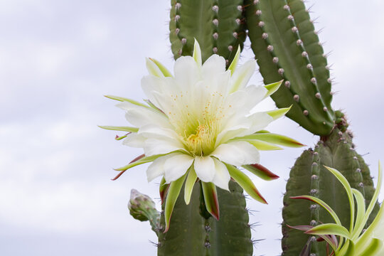 Cacti mandacaru,Cereus jamacaru, with flowers and natural landscape background