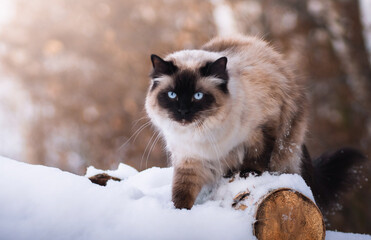 Radgoll blue eyed cat in winter scenery