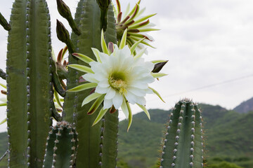 Mandacaru cactus (Cereus spp.) in Paraíba, Brazil. Stunning flower against the morning sky and...