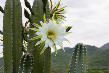 Vibrant White Blossom of a Mandacaru Cactus (Cereus jamacaru) Against a Natural Landscape