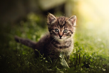 Small adorable kitten portrait