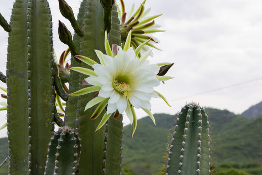 Mandacaru cactus (Cereus spp.) in Paraíba, Brazil. Stunning flower against the morning sky and gentle hills