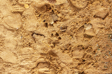 Human and dog footprints on the sand near the water