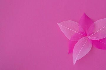 Bright pink background with a skeleton of leaves laid out in the form of flower petals. Shade of magenta. Flat plan, top view, copy space. Design for text.