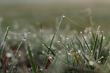 drops of morning dew in the grass, dawn