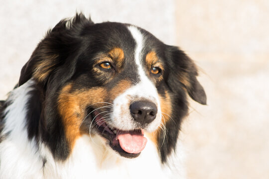 portrait de chien